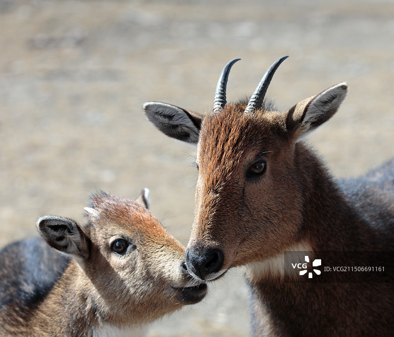喜马拉雅斑羚《舐犊情深》Himalayan Goral 2024年2月28日拍摄于西藏山南图片素材