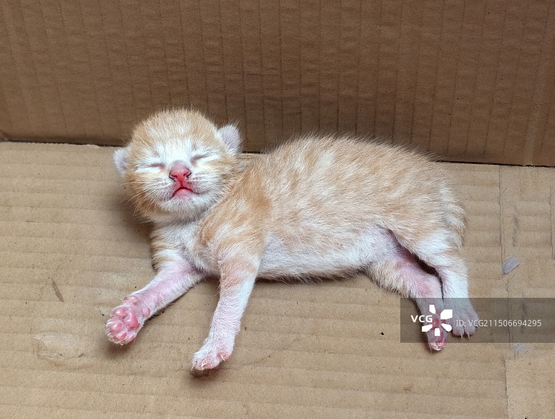 一只四天大的小奶猫，眼睛还睁不开，太萌了图片素材