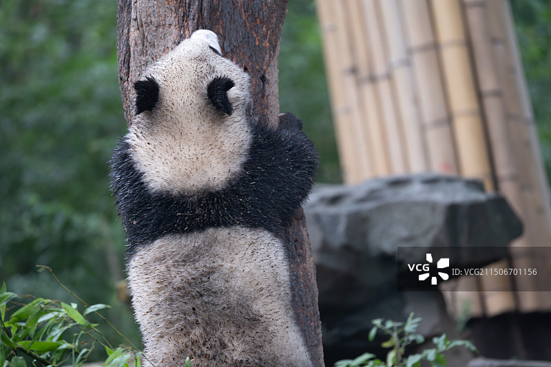 爬树的熊猫图片素材