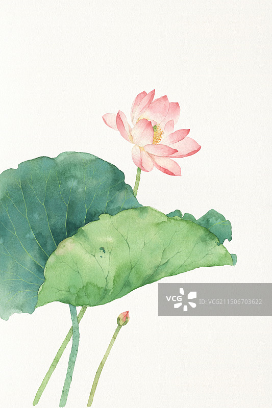水彩绘画荷花图片素材