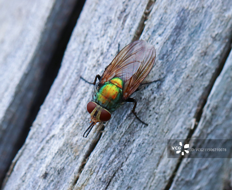 木头上的苍蝇特写镜头图片素材