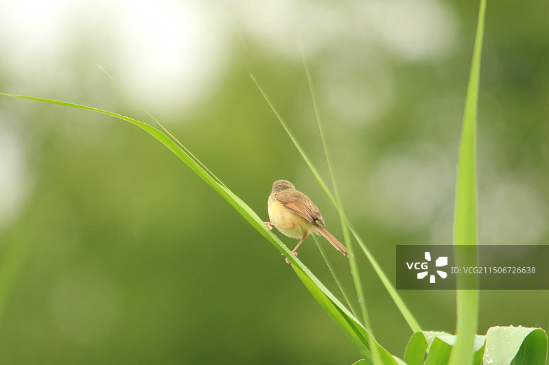 鸟的肖像图片素材