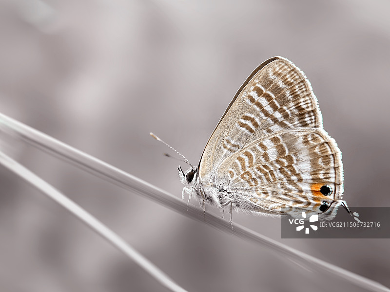 亮灰蝶（Lampides boeticus）图片素材