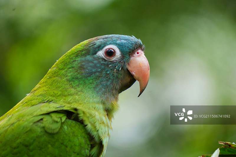 新加坡飞禽公园鸟类大赏图片素材