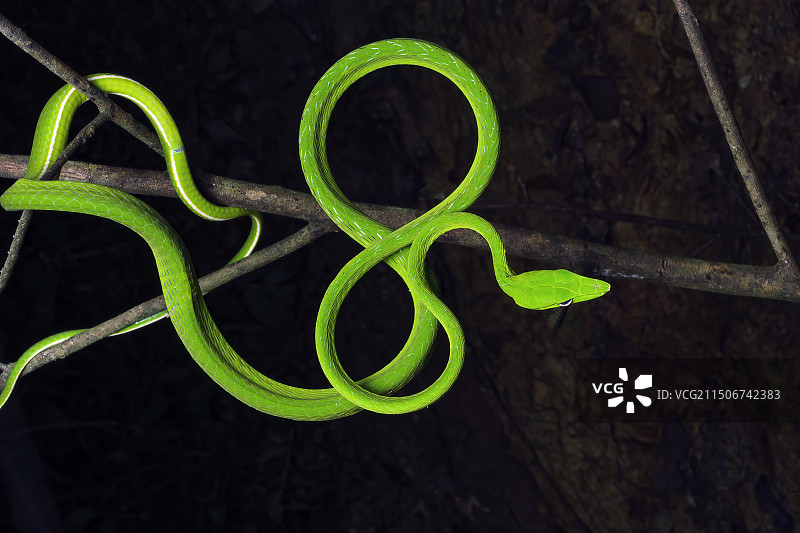 绿瘦蛇图片素材