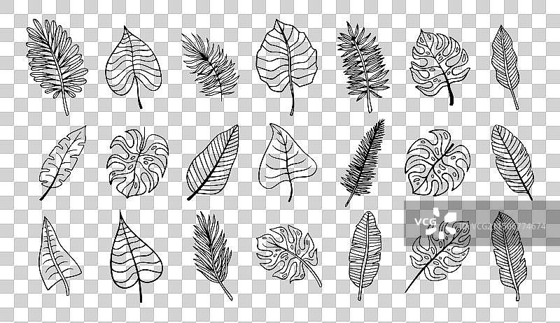 手绘热带棕榈叶植物图片素材