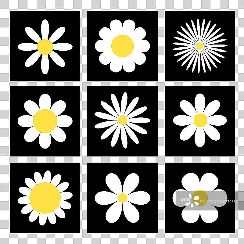 白色洋甘菊图标集图片素材