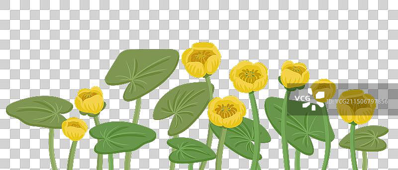 绘画：野生植物黄色睡莲图片素材