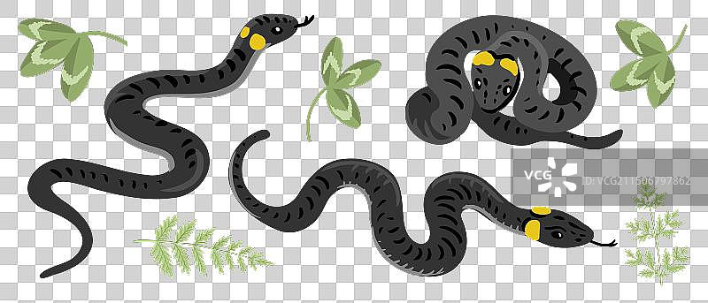 环蛇和绿叶简笔画图片素材