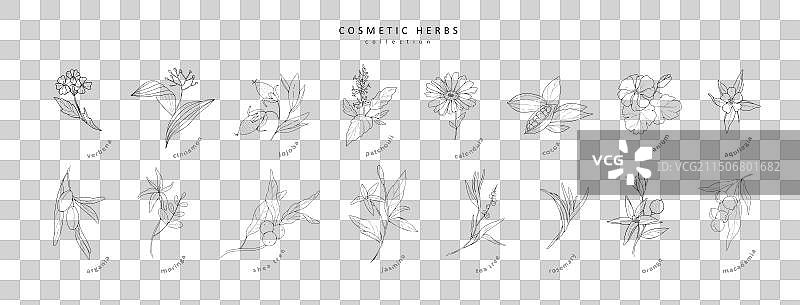 手绘风格的复古草本化妆品套装图片素材