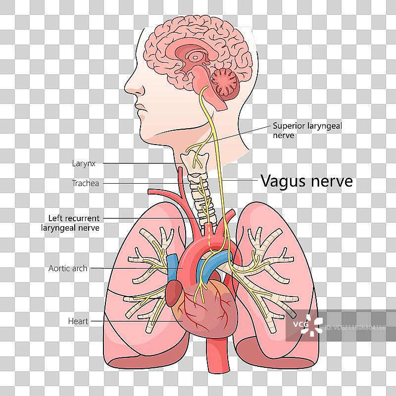 迷走神经通路结构医学图图片素材