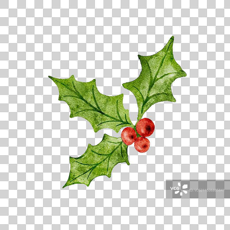圣诞冬青绿叶和红色浆果图片素材