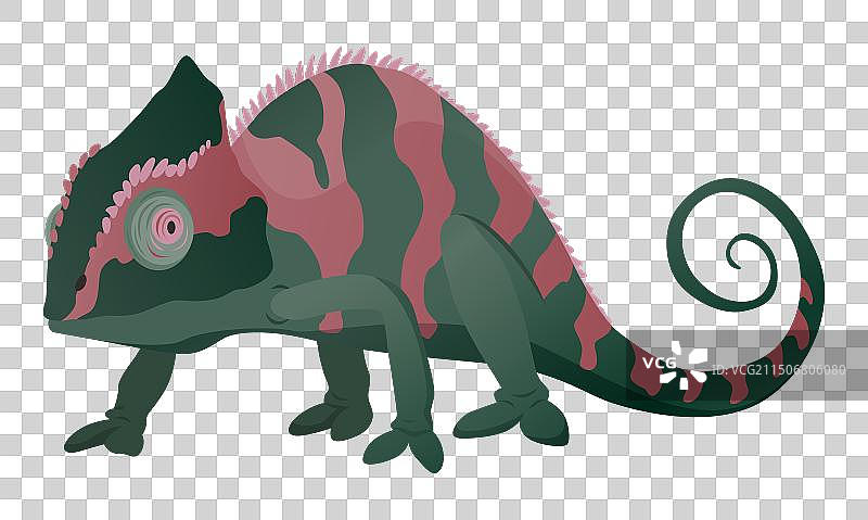 卷尾变色龙蜥蜴图片素材