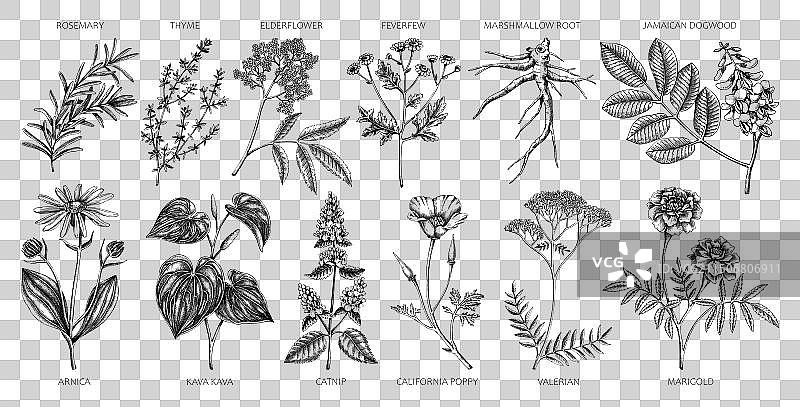 药用植物草药集锦图片素材