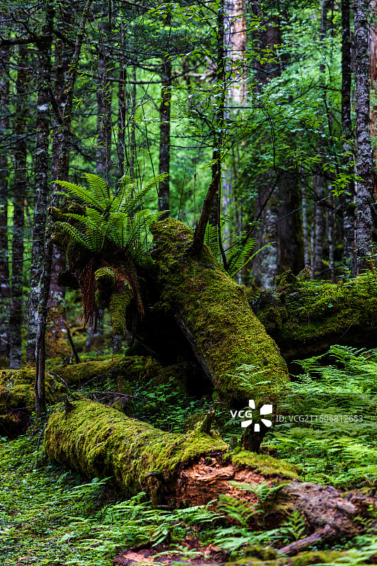 热带雨林图片素材