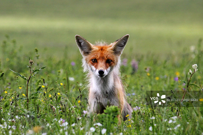 新疆赛里木湖野生小狐狸红狐图片素材
