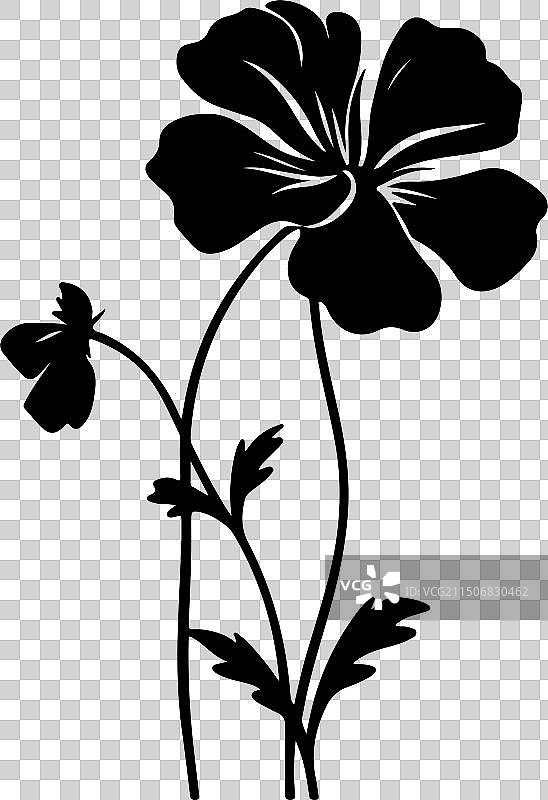 白色背景下的天竺葵花朵轮廓图片素材