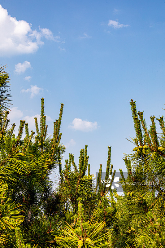 山东日照海滨国家森林公园景点景观图片素材