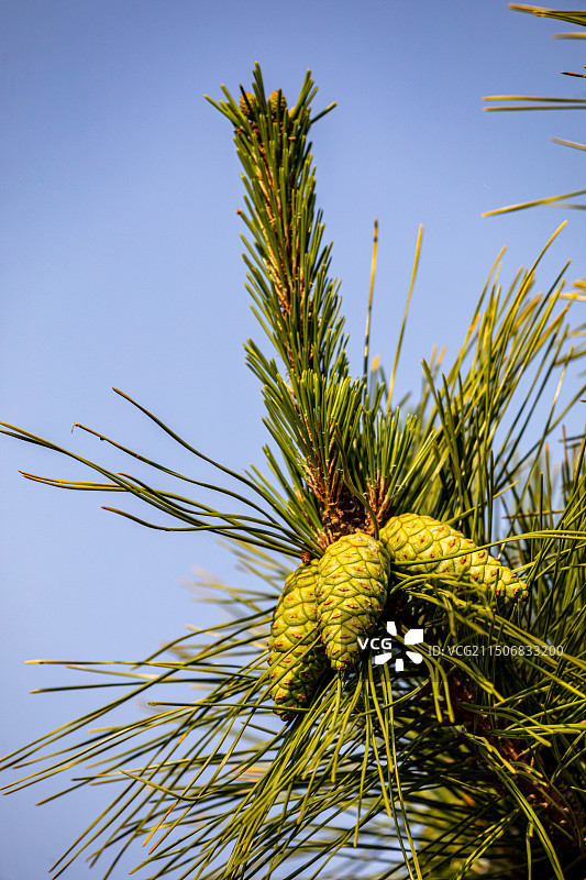 山东日照海滨国家森林公园景点景观图片素材