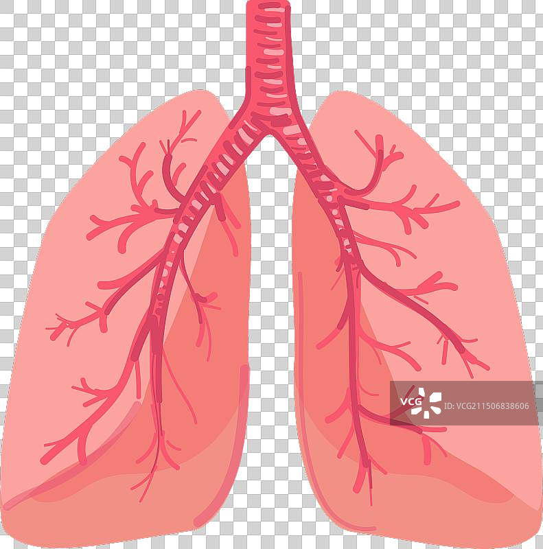 人体呼吸系统解剖图片素材