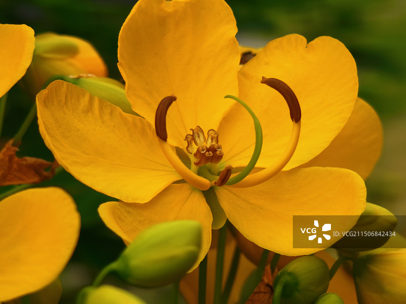 决明子图片素材