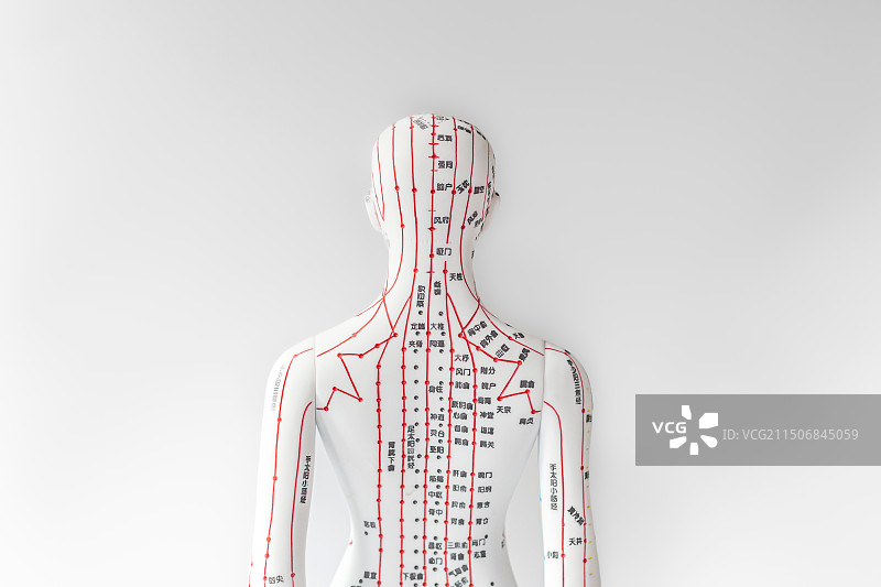 中医穴位 白底人体模型图片素材