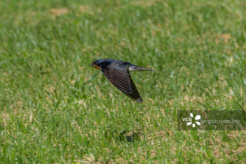 草地上飞翔的燕子图片素材