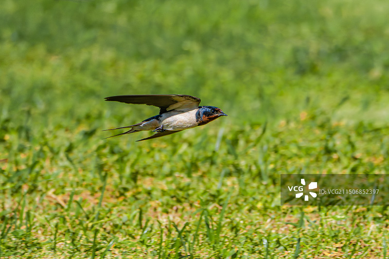 草地上飞翔的燕子图片素材