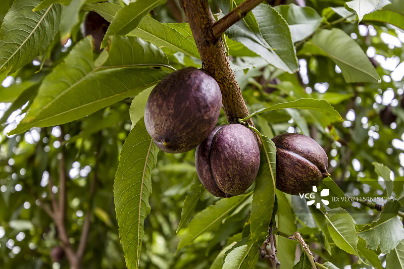 三颗紫桃在夏日的枝头生长图片素材