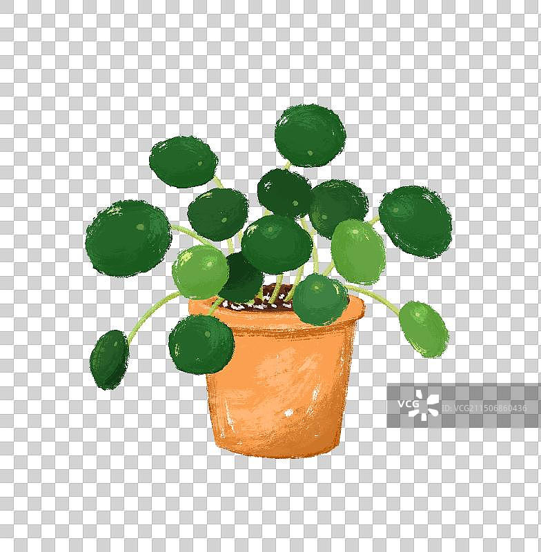 铜钱草元素图片素材