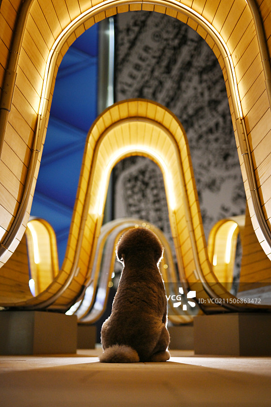 夜晚里的巨型贵宾犬图片素材