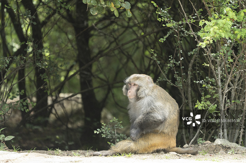 林芝金丝猴图片素材