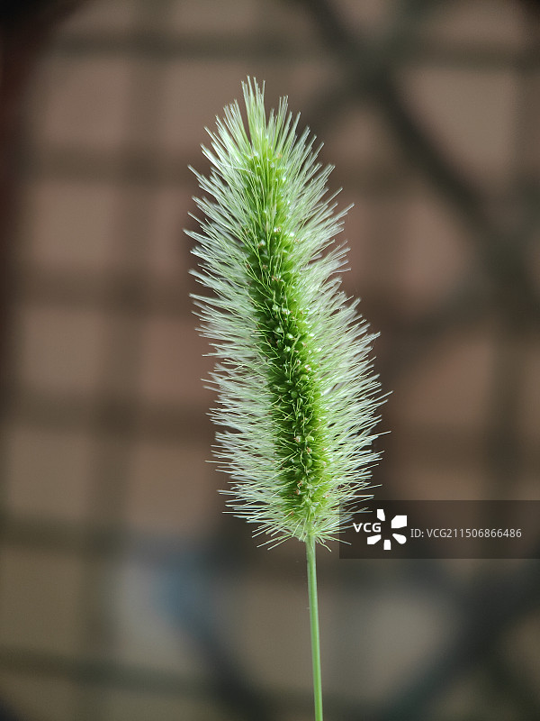 狗尾草图片素材