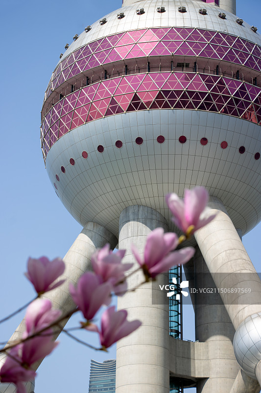 上海的春天，盛开的玉兰花围绕着东方明珠塔图片素材