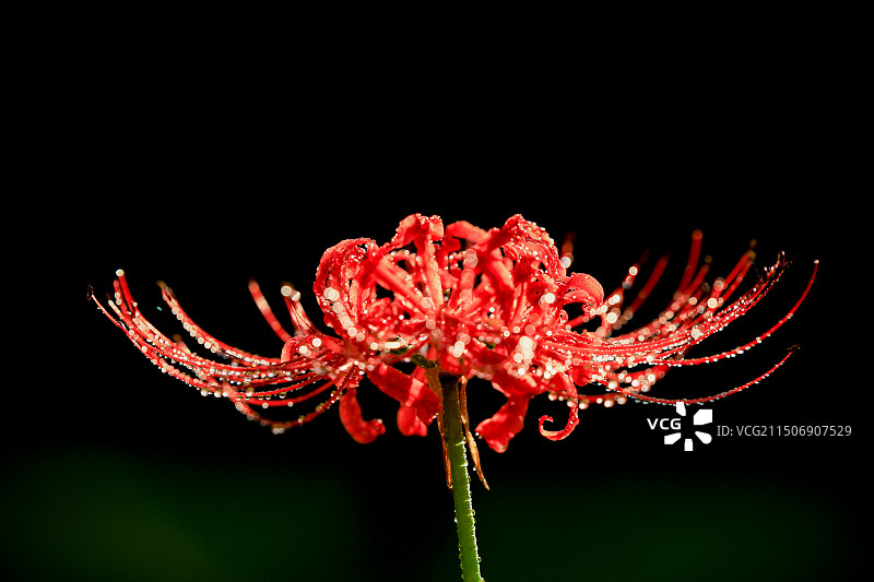 一棵红色曼陀罗花在露水中盛开图片素材