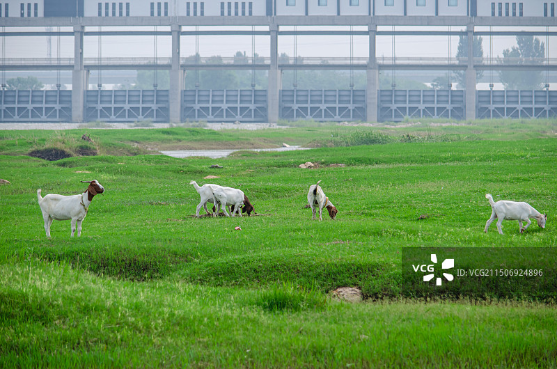 中国野外动物野生动物拍摄主题，一群白色的山羊，正在河边草地上觅食吃草，户外白昼无人图像摄影图片素材