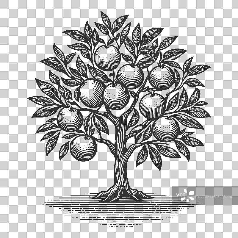 橙子树雕刻素描图片素材