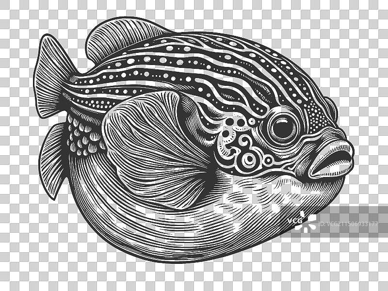 河豚鱼雕刻素描图片素材