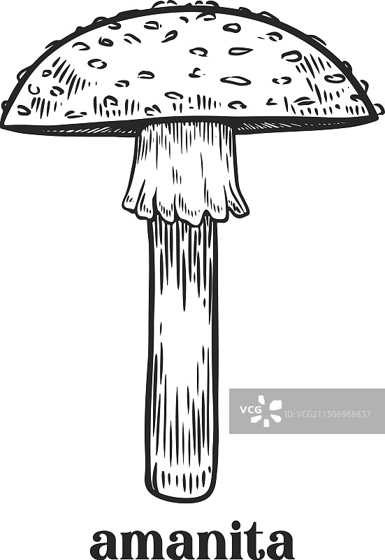 雕刻的毒蝇伞蘑菇复古线条画图片素材