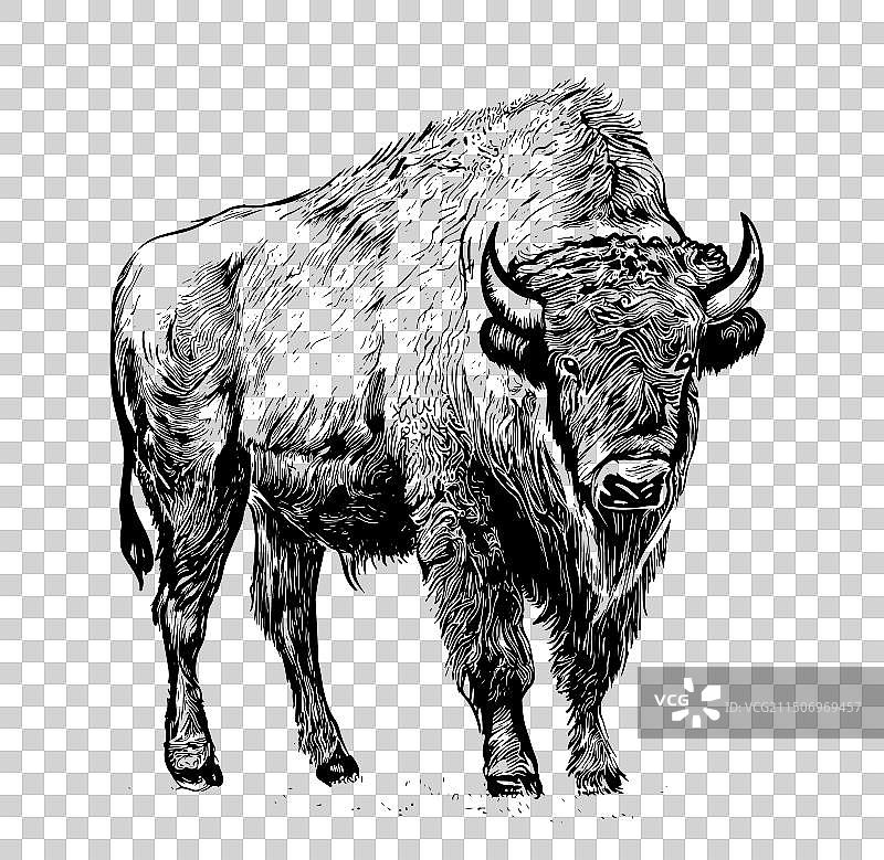 浅色背景上的手绘美洲野牛图片素材