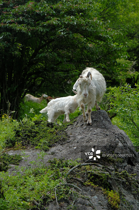 川西高原山羊，山羊图片素材