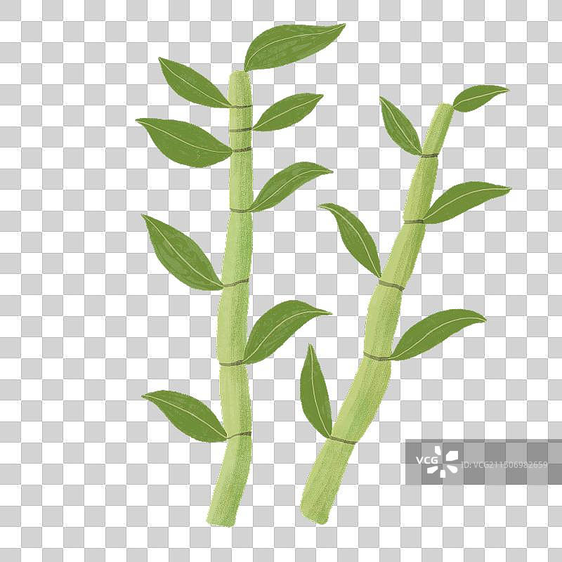 新鲜中药材石斛图片素材