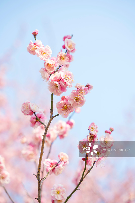 美食摄影，城市景观，美食特写，动物肖像，水果，小狗，天空，樱花，花图片素材