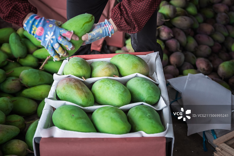 广西百色市芒果满枝又是丰收年图片素材