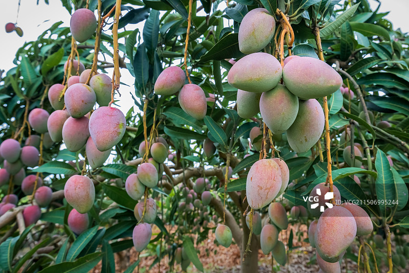 广西百色市芒果满枝又是丰收年图片素材