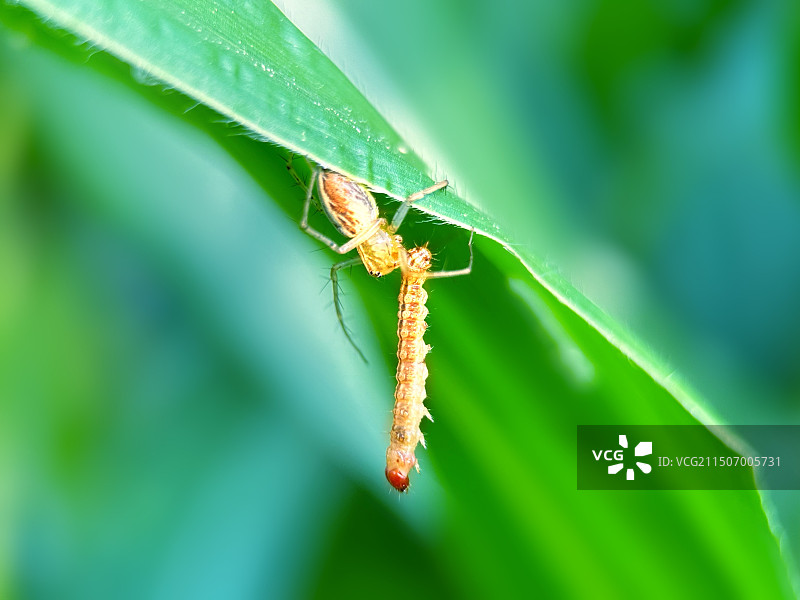 蜘蛛的早餐图片素材