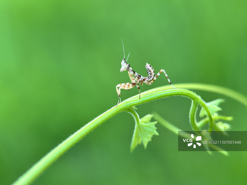 快乐的小螳螂图片素材