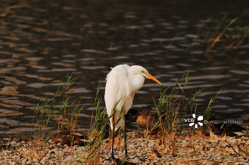 湖边白鹭栖息图片素材