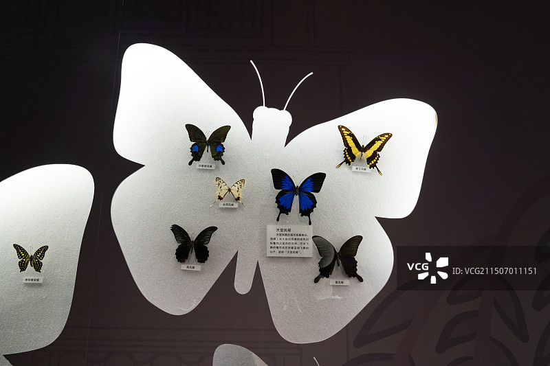 昆虫博物馆 蝴蝶昆虫标本 活化石图片素材