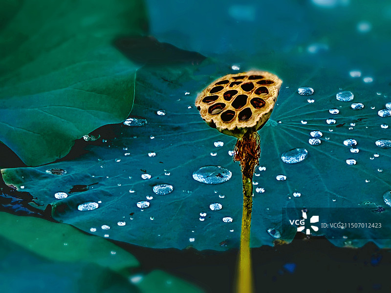 雨中莲蓬图片素材